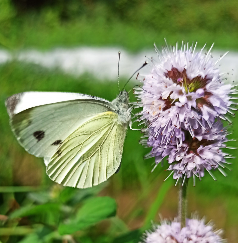 img-20210903-bis-154611-1094346